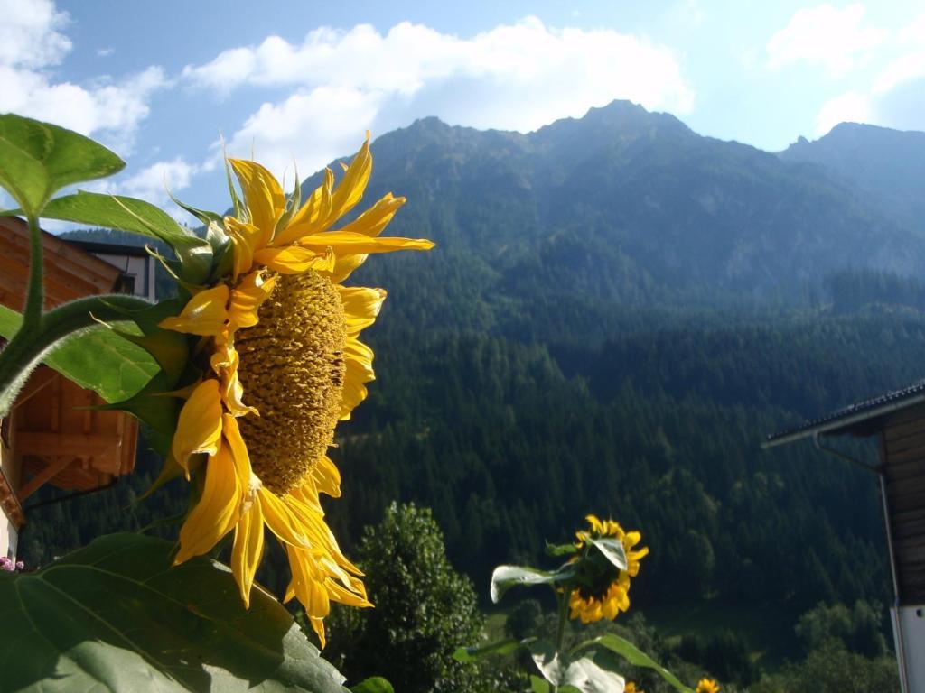 Arche Hof Oebristhof Apartment Kleinarl Luaran gambar